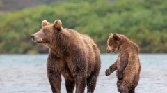 Največji medvedi na svetu